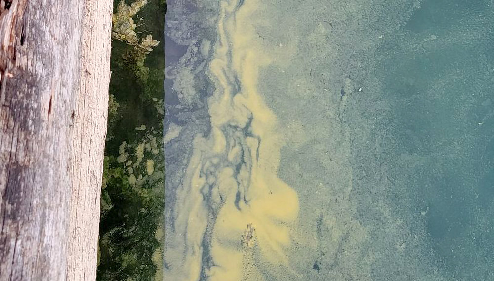 Photo de cyanobactéries