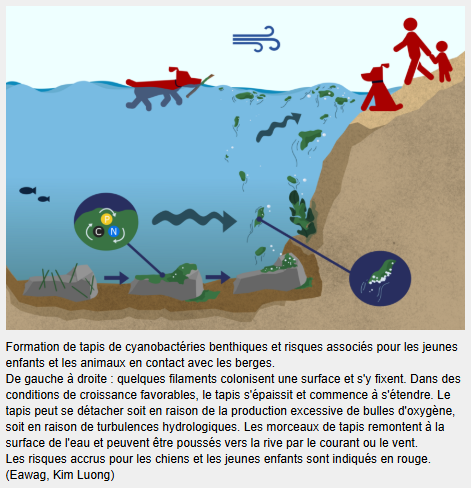 Formation de tapis de cyanobactéries benthiques et risques associés pour les jeunes enfants et les animaux en contact avec les berges. De gauche à droite : quelques filaments colonisent une surface et s'y fixent. Dans des conditions de croissance favorables, le tapis s'épaissit et commence à s'étendre. Le tapis peut se détacher soit en raison de la production excessive de bulles d'oxygène, soit en raison de turbulences hydrologiques. Les morceaux de tapis remontent à la surface de l'eau et peuvent être poussés vers la rive par le courant ou le vent. Les risques accrus pour les chiens et les jeunes enfants sont indiqués en rouge. (Eawag, Kim Luong)