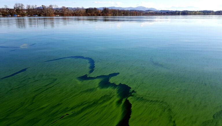 Photos du lac de Greifen envahi par des cyanobactéries