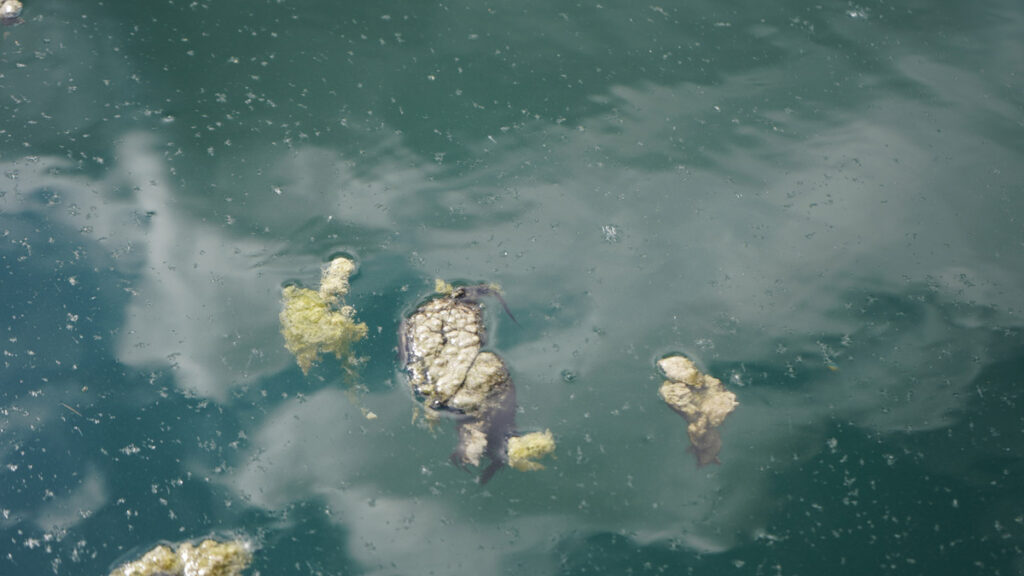 Photo de cyanobactéries