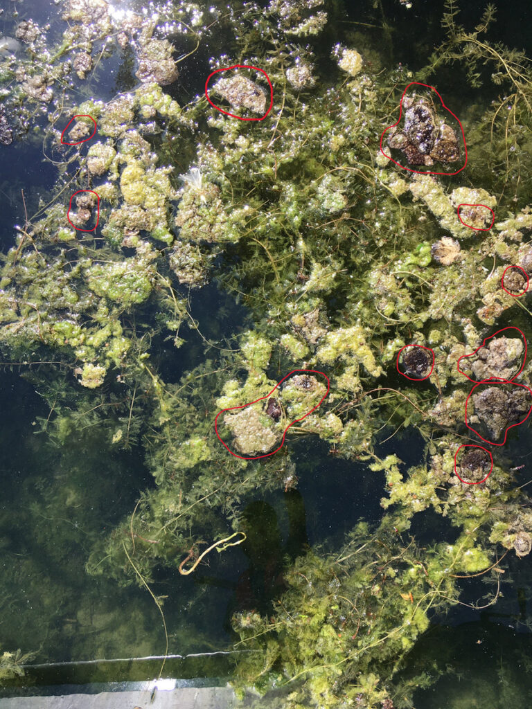 Tapis flottants avec Microcoleus / Tychonema sp. (cyanobactéries en rouge) et algues vertes de l'ordre Zygnématales, lac de Greifien (Eawag, Stefanie Eyring)
