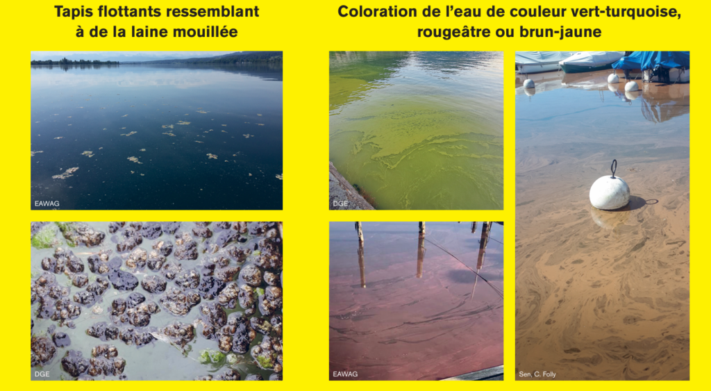 Affiche préventive du Canton de Vaud sur la prolifération des Cyanobactéries