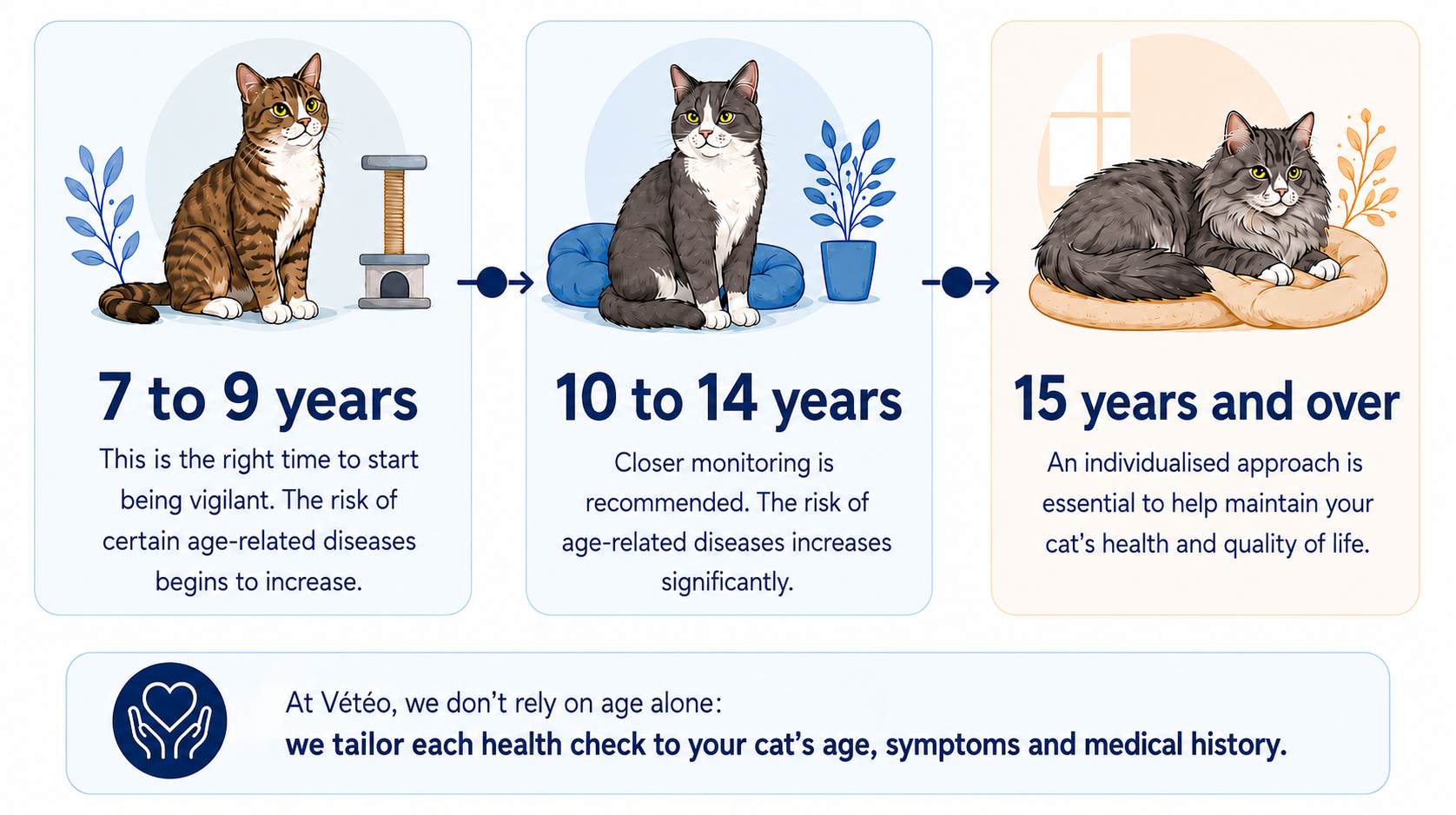 Diagram of cat ageing and main age periods