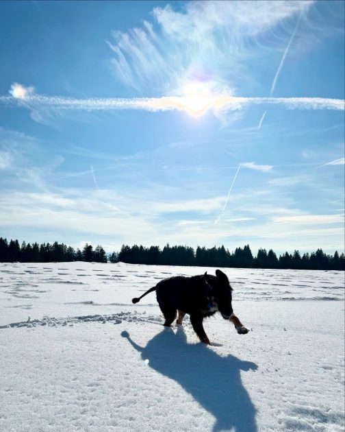 Photo de Moon batifolant dans la neige au soleil
